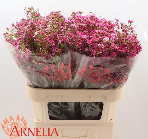Chamelaucium 'Happy Days'