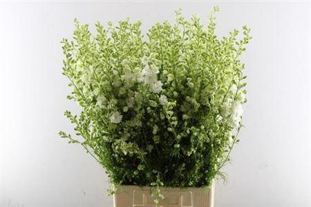 Consolida regalis 'Qis White'