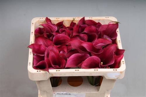 Zantedeschia 'Captain Promise'