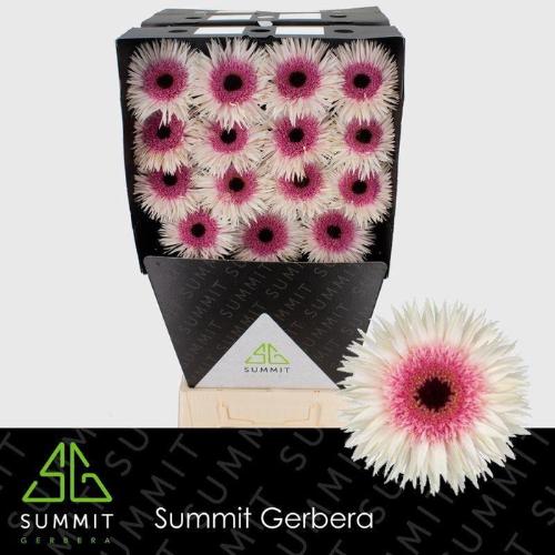 Gerbera grootbloemig spinvormig Spider Stunt