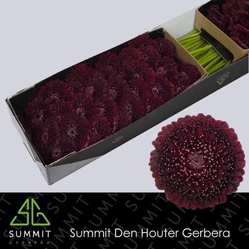 Gerbera Pomponi Black Pearl