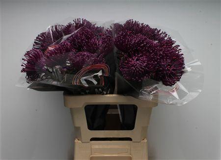 Leucospermum cordifolium overig