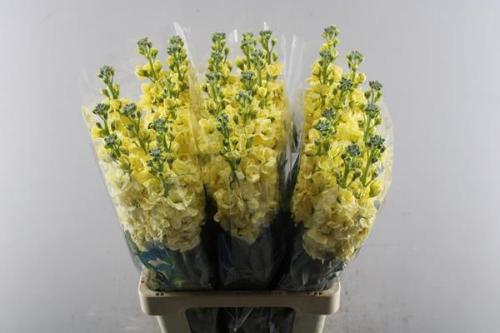 Matthiola incana 'Iron Yellow'