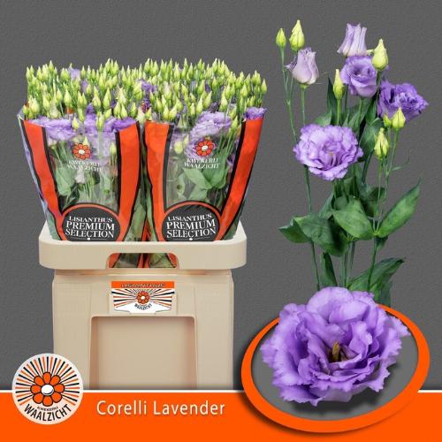 Eustoma russellianum gevuldbloemig 'Corelli Lavender'