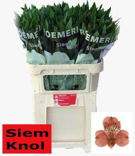 Alstroemeria Estee