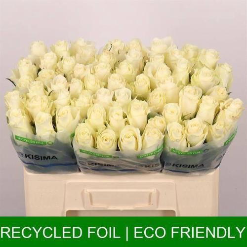 Rosa grootbloemig Albatros