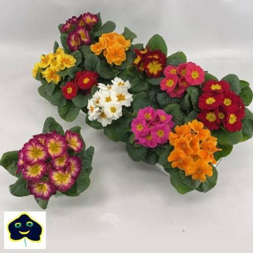 Primula Acaulis Grp gemengd
