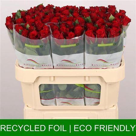 Rosa grootbloemig Red Torch