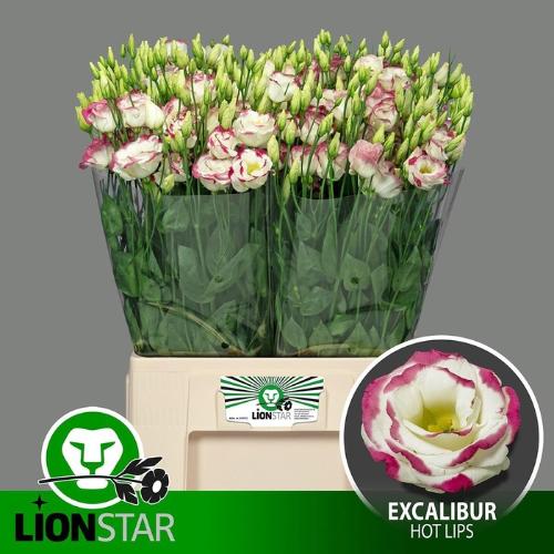 Eustoma russellianum gevuldbloemig 'Excalibur Hot Lips'