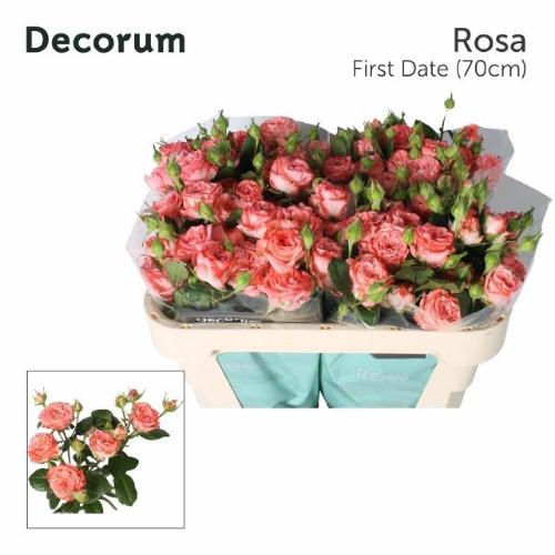 Rosa tros First Date