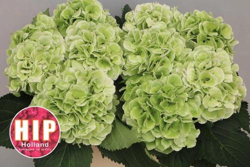 Hydrangea macrophylla 'Schneeball' (classic)