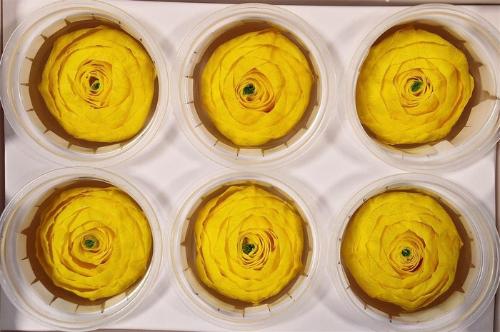 Rosa grootbloemig kleurbehandeld H%