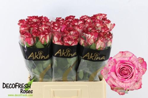 Rosa grootbloemig Barracuda