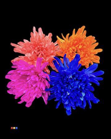 Chrysanthemum (Indicum Grp) geplozen Antonov kleurbehandeld H%