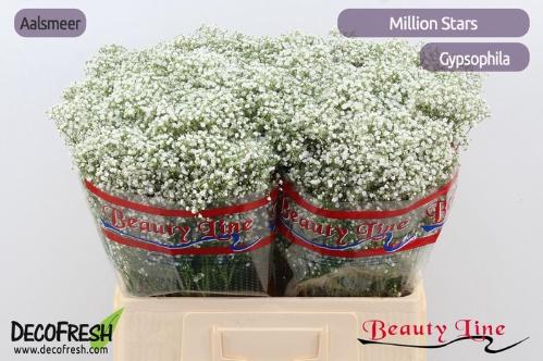 Gypsophila paniculata 'Million Stars'