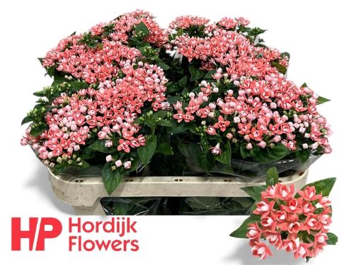 Bouvardia dubbelbloemig Diamond Salmon Improved