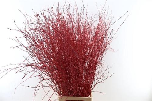 Betula kleurbehandeld H%