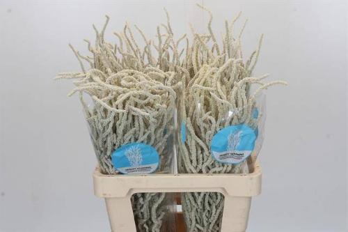 Amaranthus 'Yearming Desert'
