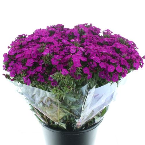 Dianthus barbatus 'Amazon Neon Purple'