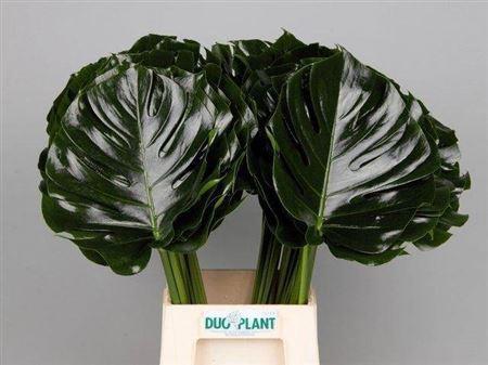 Monstera (blad)