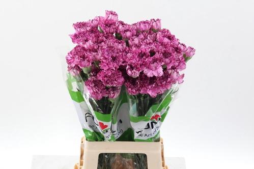 Dianthus standaard overig
