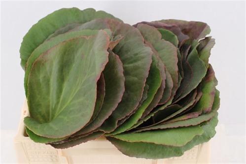 Bergenia cordifolia