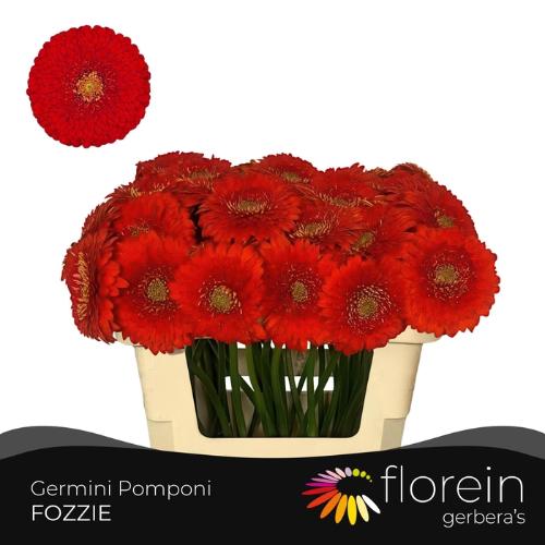 Gerbera mini bolvormig Pomponi Fozzy