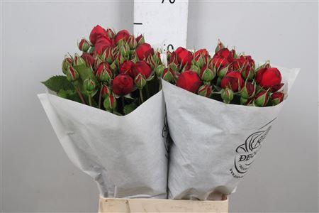 Rosa tros Piano Freiland