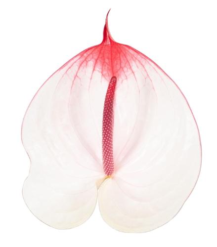 Anthurium (Andreanum Grp) Cumbia