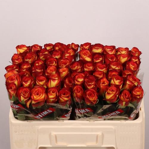 Rosa grootbloemig Firefox