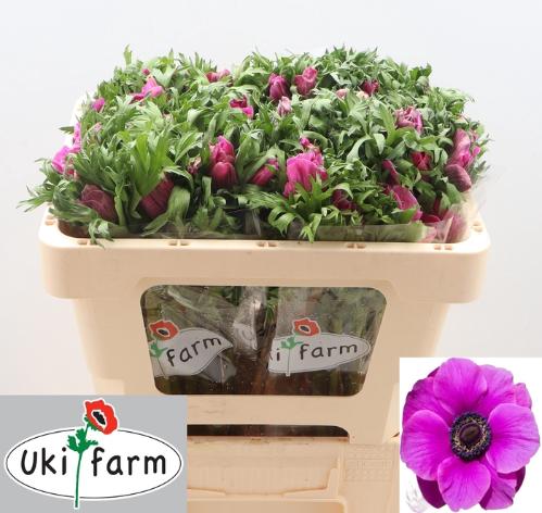 Anemone coronaria 'Galil Purper'