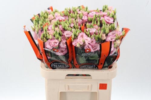 Eustoma russellianum gevuldbloemig Lisanne Light Pink
