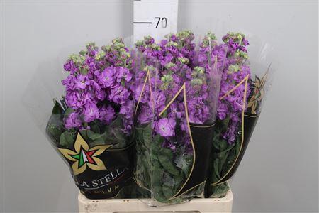 Matthiola incana Anytime Sea Blue