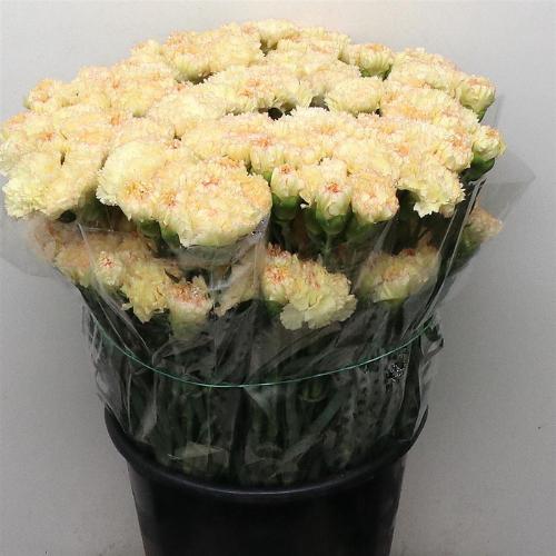 Dianthus standaard 'Ateka'