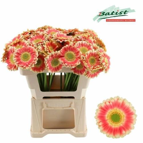 Gerbera mini 'Tompouce'