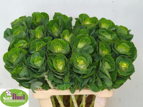 Brassica oleracea 'White Crane'