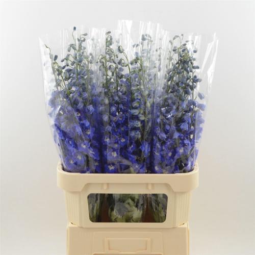 Delphinium dubbelbloemig (Elatum Grp) Dev Navy Blue