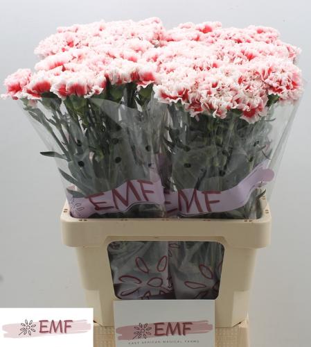 Dianthus standaard 'Kirk'