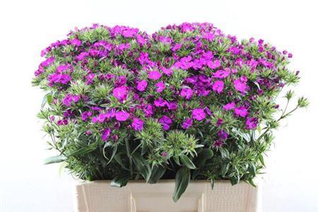Dianthus barbatus 'Amazon Neon Purple'