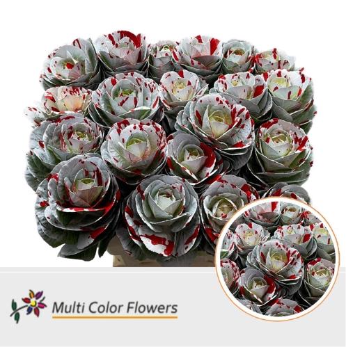 Brassica oleracea kleurbehandeld H%