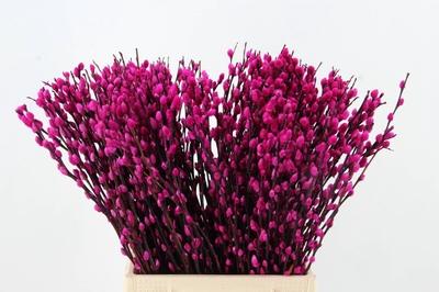 Salix kleurbehandeld H%
