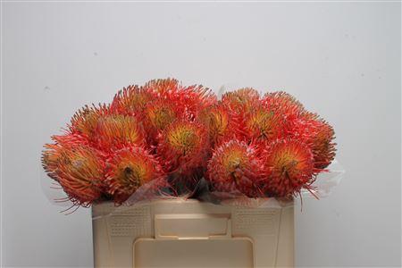 Leucospermum cordifolium overig
