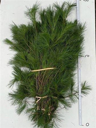 Pinus strobus per bos