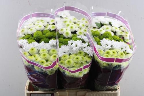 Chrysanthemum Indicum Grp tros santini gemengd