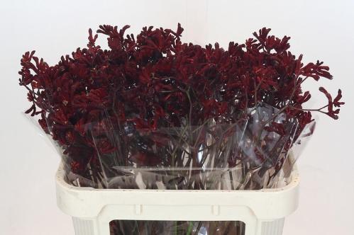 Anigozanthos flavidus 'Bush Ruby'