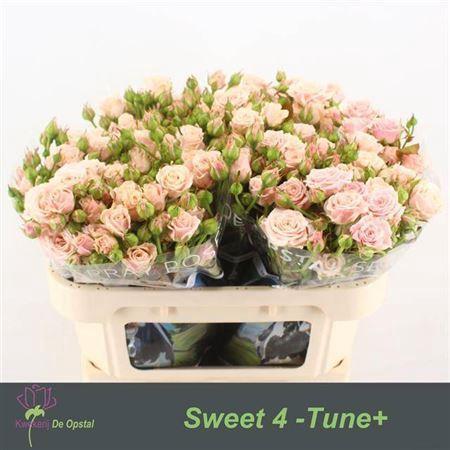 Rosa tros Sweet 4 Tune+