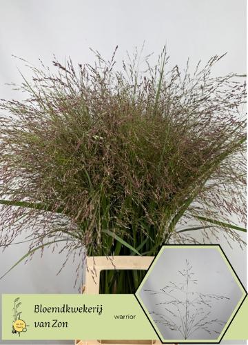 Panicum virgatum 'Warrior'