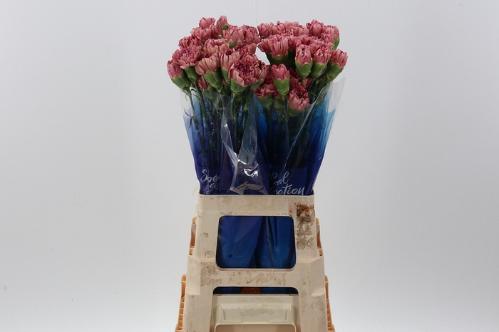 Dianthus standaard overig