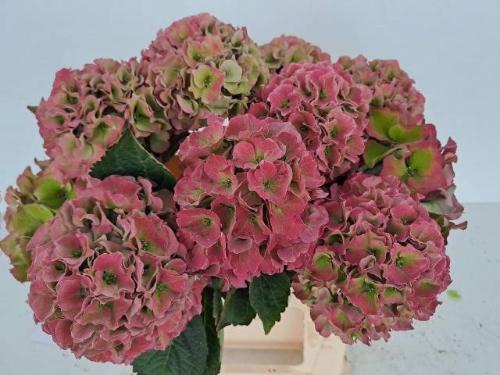 Hydrangea macrophylla Royal Palace (classic)