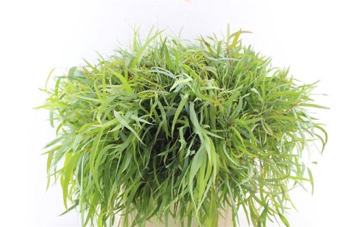 Eucalyptus nicholii
